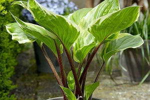 Sorbet, Hosta 